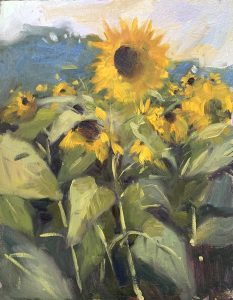 Glebe Farm Sunflowers